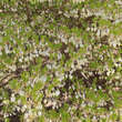 Enkianthus campanulatus: Bild 2/4