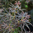 Roter Zwerg-Fächerahorn - Acer palmatum 'Red Pygmy'
