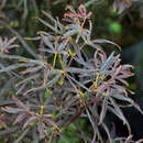Acer palmatum 'Red Pygmy' - Roter Zwerg-Fächerahorn