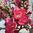 Prunus persica 'Diamond': Bild 5/11