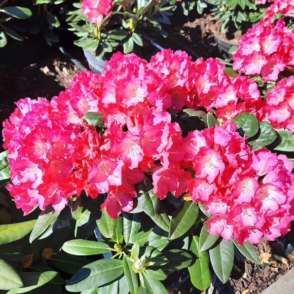 Rhododendron Yakusimanum Hyb. rosa: Bild 4/5 Rhododendron Yakusimanum Hyb. rosa: Bild 4/5