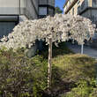 Prunus yedoensis 'Shidare-yoshino': Bild 4/5