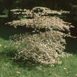 Cornus alternifolia 'Argentea': Bild 3/4