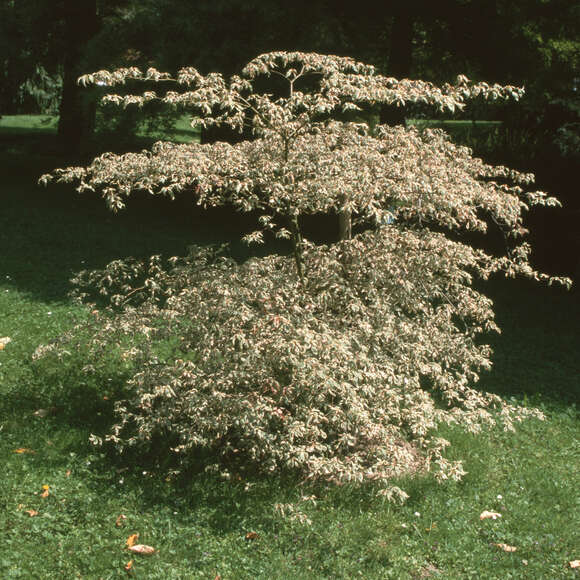 Cornus alternifolia 'Argentea': Bild 3/4 Cornus alternifolia 'Argentea': Bild 3/4