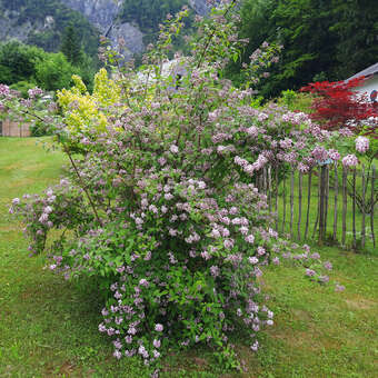 Deutzia 'Mont Rose': Bild 6/6