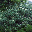 Viburnum rhytidophyll. 'Willowwood': Bild 4/5