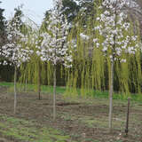 Magnolia kobus - Baummagnolie