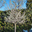 Prunus domestica 'Mirabelle von Nancy': Bild 5/6