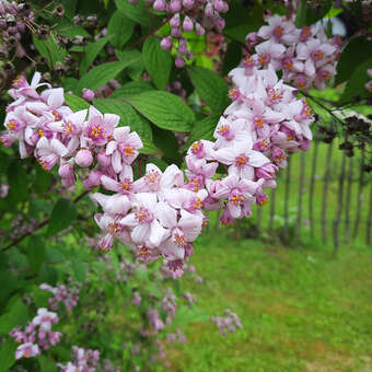 Deutzia 'Mont Rose': Bild 4/6