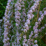 Buddleja alternifolia - Kaskaden-Sommerflieder