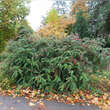 Berberis verruculosa: Bild 2/5