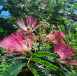 Albizia julibrissin 'Ombrella': Bild 3/6