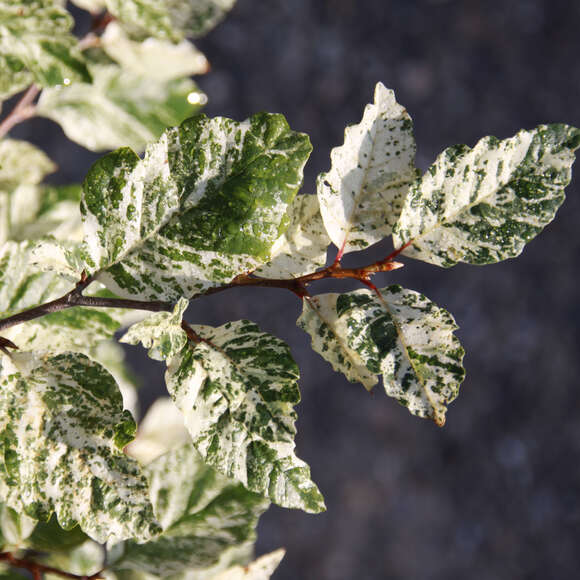 Fagus sylvatica 'Franken': Bild 1/1 Fagus sylvatica 'Franken': Bild 1/1