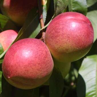 Prunus nucipersica 'Nektared 6'