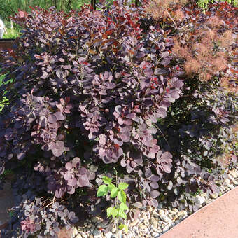 Cotinus coggygria 'Royal Purple': Bild 7/9