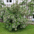 Abelia mosanensis: Bild 2/3