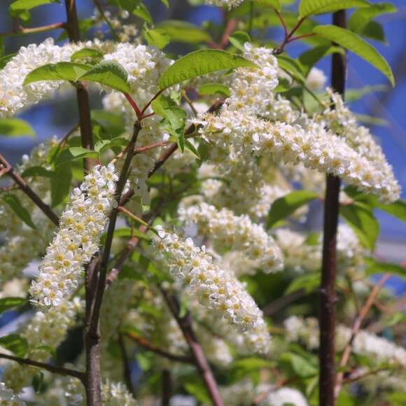 Prunus padus 'Watereri': Bild 1/4
