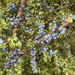Prunus spinosa: Bild 7/10