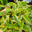 Cornus florida 'Sunset': Bild 4/7