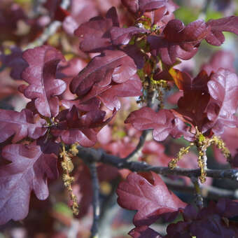 Quercus robur 'Atropurpurea'