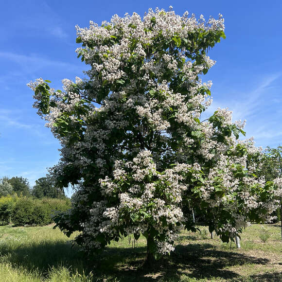 Catalpa bignonioides: Bild 7/8 Catalpa bignonioides: Bild 7/8