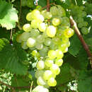 Weinrebe - Vitis vinifera 'Zala'
