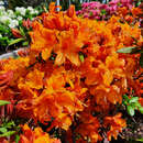 Azalea Großblumig - orange - Hohe Gartenazalee