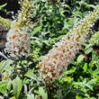 Buddleja davidii 'White Ball': Bild 2/3