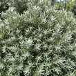Hippophae rhamnoides 'Hikul': Bild 4/5