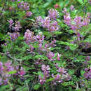 Indigofera heterantha - Indigostrauch