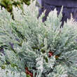 Juniperus horizontalis 'Blue Chip': Bild 1/5