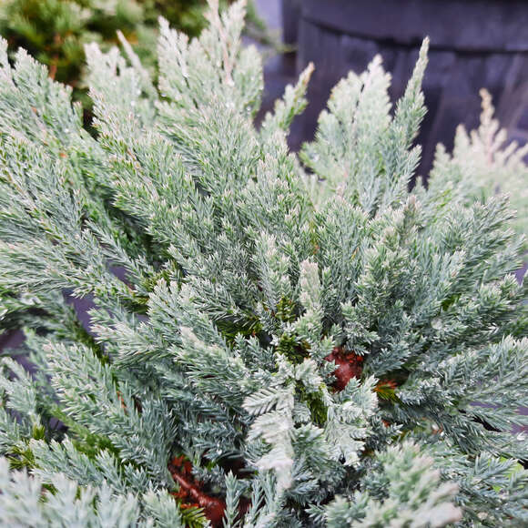 Juniperus horizontalis 'Blue Chip': Bild 1/5 Juniperus horizontalis 'Blue Chip': Bild 1/5