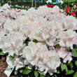 Rhododendron Yakusimanum Hybr. - weiß: Bild 1/4