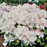 Rhododendron Yakusimanum Hyb. weiß - Rhododendron