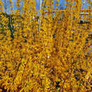 Forsythia intermedia 'Lynwood' - Goldglöckchen
