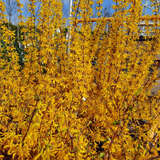 Forsythia intermedia 'Lynwood' - Goldglöckchen