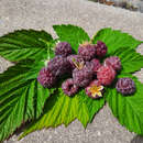 Rubus idaeus 'Glen Coe' - Himbeere