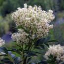 Fraxinus bungeana 'Franz' - Chinesische Blumenesche