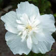 Hibiscus syriacus 'White Chiffon': Bild 1/3