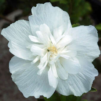 Hibiscus syr. 'White Chiffon'