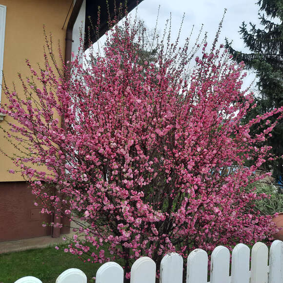 Prunus triloba: Bild 1/4 Prunus triloba: Bild 1/4
