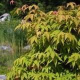 Acer palmatum 'Osakazuki' - Japanischer Ahorn