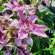Clematis 'Multi Pink': Bild 2/6