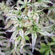 Acer palmatum 'Ukigumo': Bild 1/4