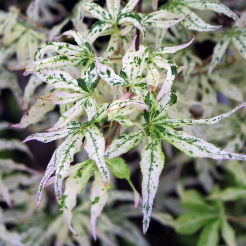 redwood tree plant Dawn Redwood Tree | Showy Redwood Tree