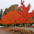 Acer 'Pacific Sunset': Bild 9/10