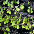 Corylopsis pauciflora: Bild 1/2