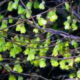 Corylopsis pauciflora - Zwerg-Scheinhasel