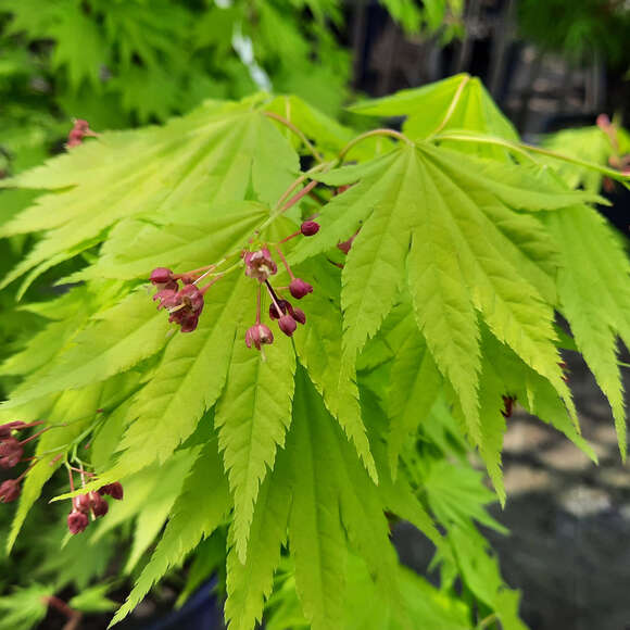 Acer palmatum 'Katsura': Bild 2/12