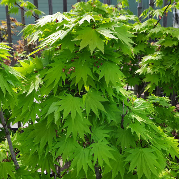 Acer palmatum 'Katsura': Bild 3/12